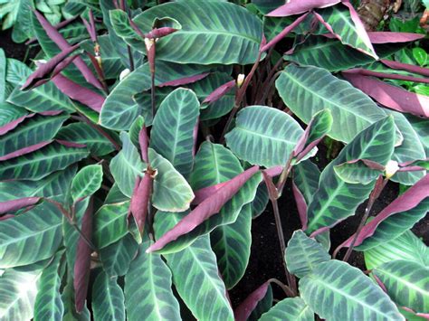 39 Stunning Calathea Varieties to Take Your Breath Away