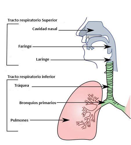 Illustration of the organs of the respiratory system | Respiratory ...