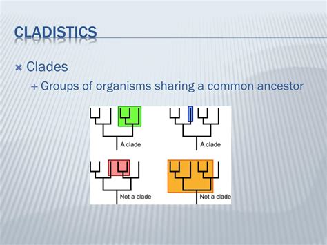 PPT - Phylogeny & The Tree of life PowerPoint Presentation, free ...