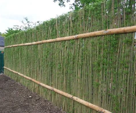 Beautiful examples of living willow fences | DIY projects for everyone!