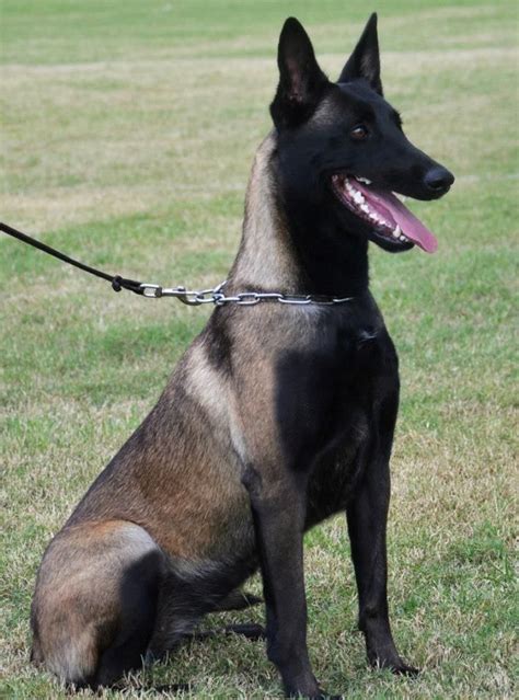 Pin on Belgian Malinois Dogs