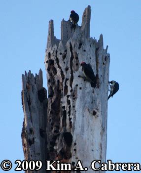 Animal Tracks - Acorn Woodpecker (Melanerpes formicivorus)