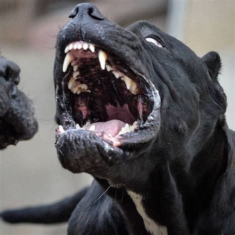 What a teeth 💥😁💥 . Follow @canecorsoeurope . By @carpartaner #canecorso ...