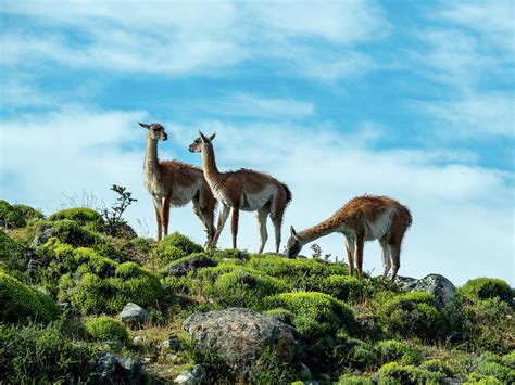 Guanacos on the Patagonia Plains Photograph by Leslie Struxness