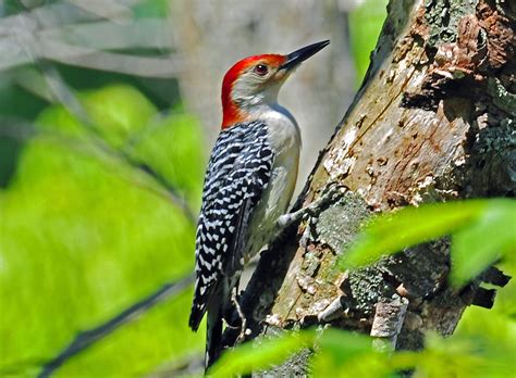 Red-belled woodpecker on brown tree trunk during daytime, red-bellied woodpecker HD wallpaper ...