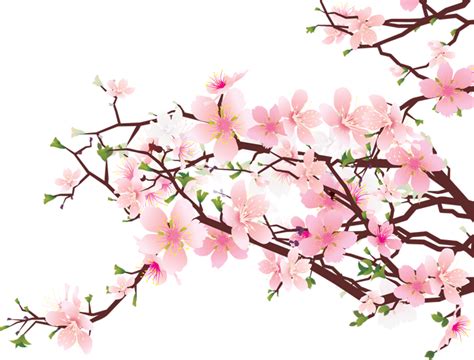 Cherry Blossom Branch Drawing | Free download on ClipArtMag