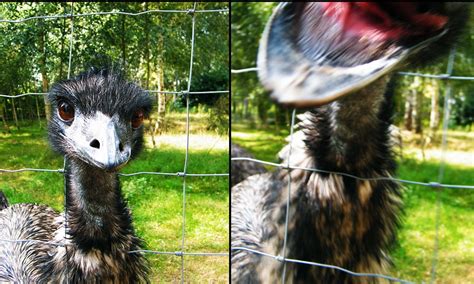 Photographer attacked by angry emu as it lunges at him | Daily Mail Online