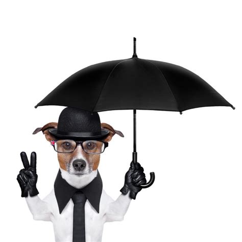 Top 5 Dog Umbrella of 2020 (Rated & Review) | Herepup