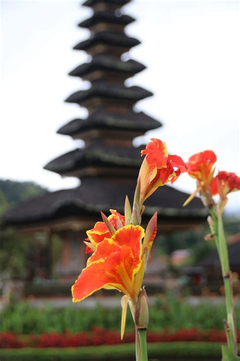 Bali Temples Orange Blooms Sacred - Free photo on Pixabay - Pixabay