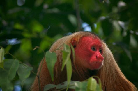 We finally know why this monkey's face is so unbelievably red | Discoveries | Earth Touch News