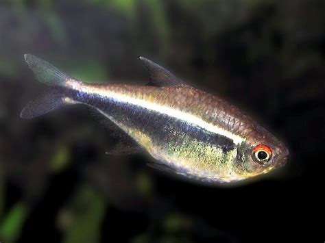 Black Neon Tetra Care: Diet, Breeding, Lifespan & More