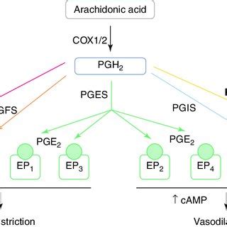 1 Synthesis of prostanoids and their downstream receptors. Oxidation of... | Download Scientific ...