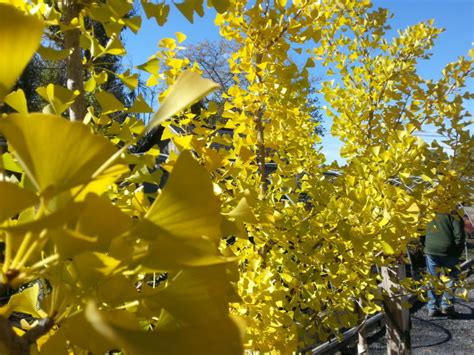 brilliant-yellow-fall-color-trees-ginkgo-biloba – Techmer Nursery Garden Center & Landscaping ...