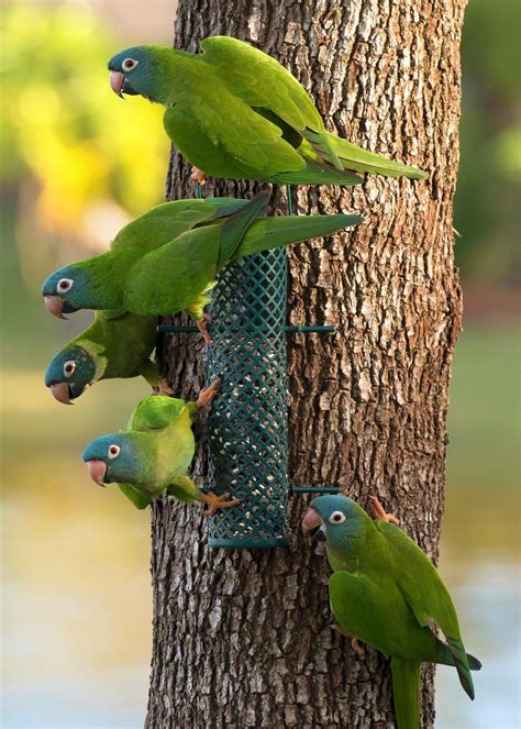 Found these wild Parrots in my backyard today. : r/pics