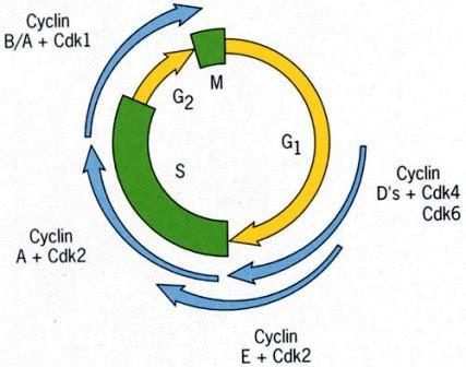 Regulation of the Cell cycle - CDKs and Cyclin ~ Biology Exams 4 U