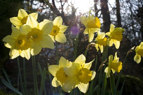 Cheerful spring daffodils-4130 | Stockarch Free Stock Photo Archive