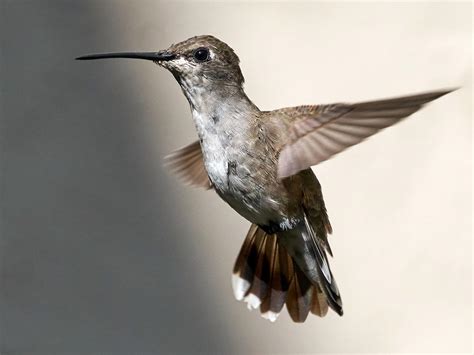 Black-chinned Hummingbird | Celebrate Urban Birds