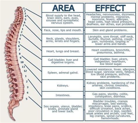 NERVE PAIN REFERRED / AREA AND EFFECTS/DERMATOME CHART - Zeros ...