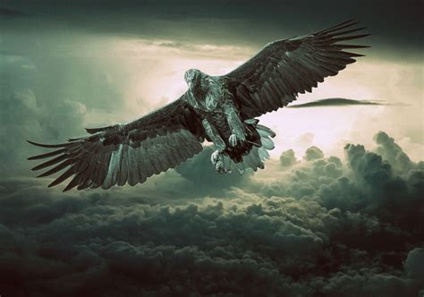 Black Eagle HD Wallpapers - Top Free Black Eagle HD Backgrounds ...