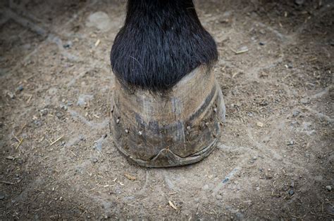 Les parties du sabot du cheval - Petit Galop