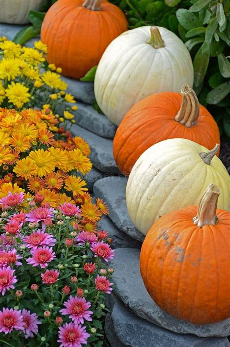 Fall Pumpkins And Mums Stock Images - Image: 26835614