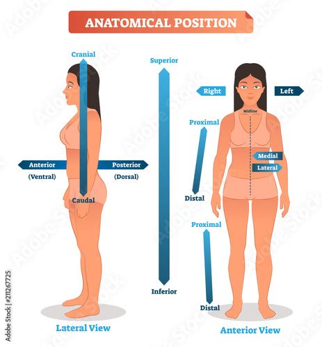 Plakat Anatomical positions vector illustration. Scheme of superior, inferior and proximal ...