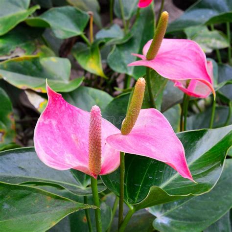 Spadix flowers stock photo. Image of botany, green, flower - 40523240