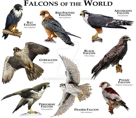 Falcons of the World | Birds of prey, Pet birds, Wild birds