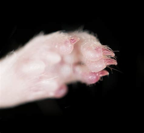 Mouse paw. close-up stock photo. Image of rodent, fluffy - 101329516