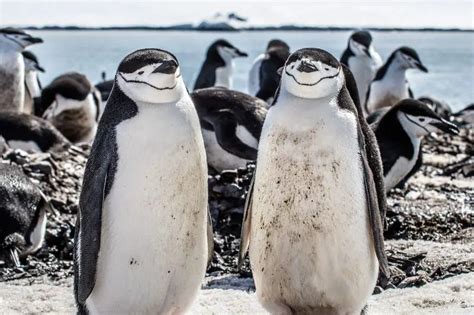 13 Ice-Cool Facts About Chinstrap Penguins - Polar Guidebook