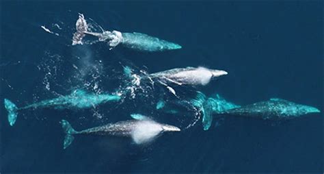 California Gray Whale Migration - Redwood National and State Parks (U.S. National Park Service)