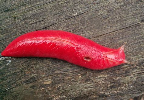 Breaking: New Species of Bizarre Blood Red Slug Discovered! | Featured ...