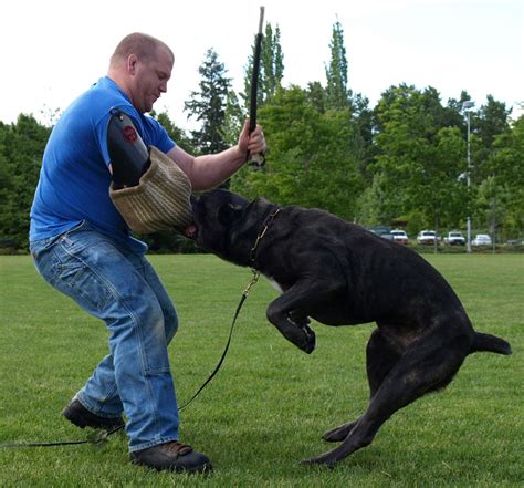 Methods to Train Cane Corso - Strategies and Techniques for Easy Training of Pets