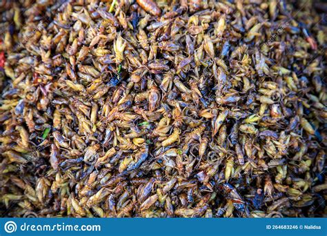 Fried Insects Bugs Street Food Stock Photo - Image of cricket, crunchy: 264683246