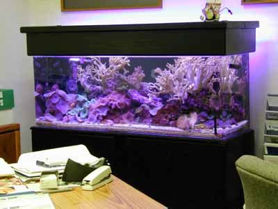 60 Gallon Soft Coral Reef Tank, Aquarium Design, Marine Aquariums and ...