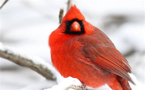 HD Cardinal Bird Red Branches Tree Snow Winter Bokeh Background Free Wallpaper | Download Free ...