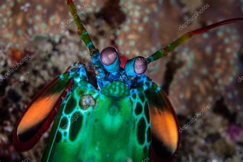 Mantis Shrimp Eyes Stock Photo by ©ead72 108350338