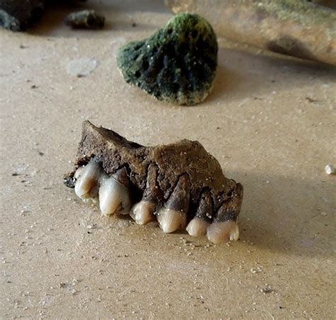 Fossil jaw section | Fossils, Peace river, Fossil