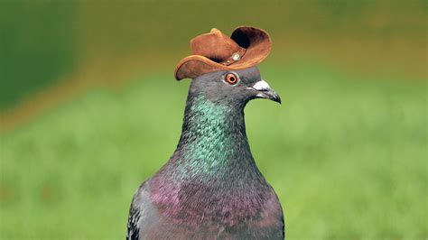 Pigeons in Cowboy Hats Appear in Las Vegas | GQ