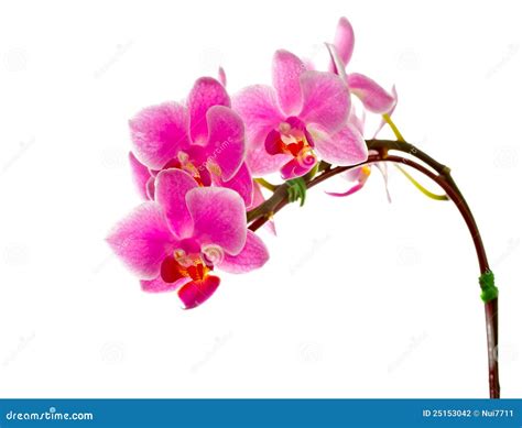 Purple Orchid On White Background 2 Stock Photography - Image: 25153042