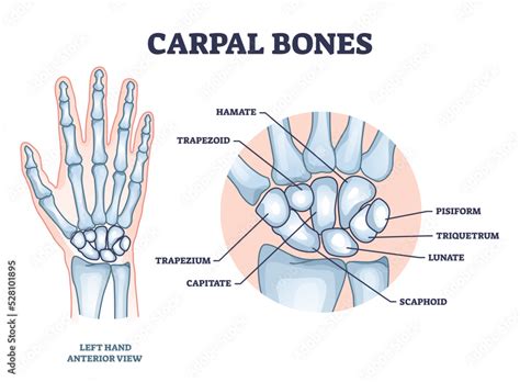 Vetor de Carpal bones with hand palm skeletal structure and anatomy ...