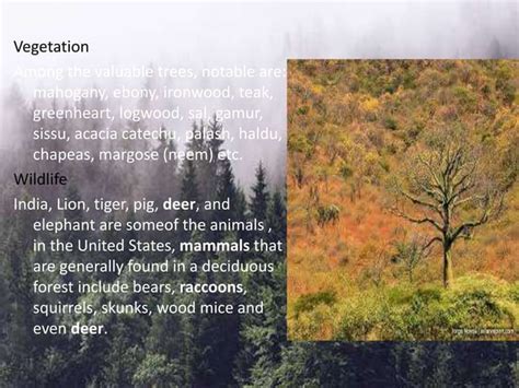 types of forest | PPT