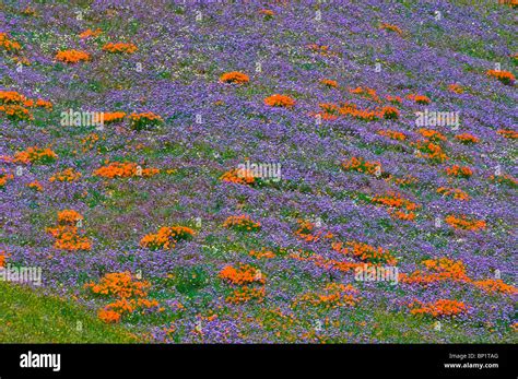 Wildflowers in the Tehachapi Mountains, Angeles National Forest ...