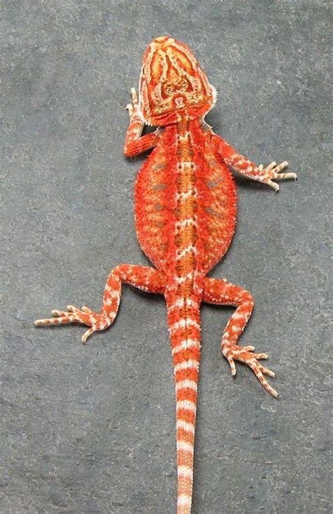 red bearded dragon for sale | red bearded dragon - Exotic reptiles