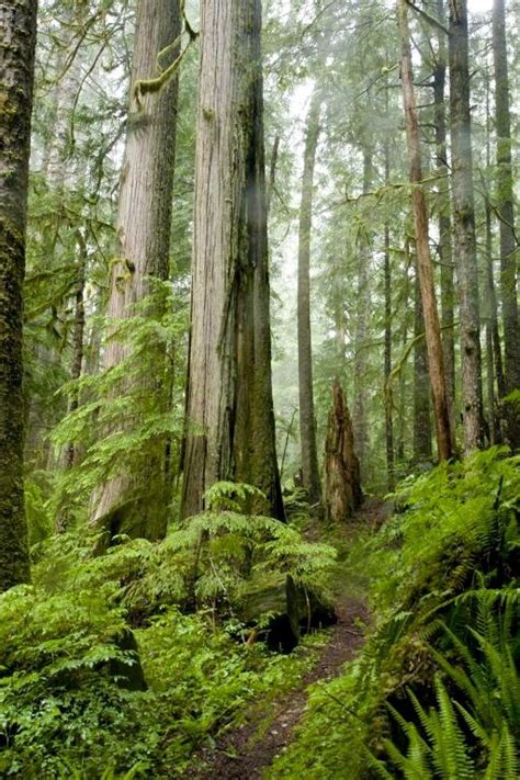 🇨🇦 Sunshine Coast Trail (Powell River, BC) [photographer unknown ...