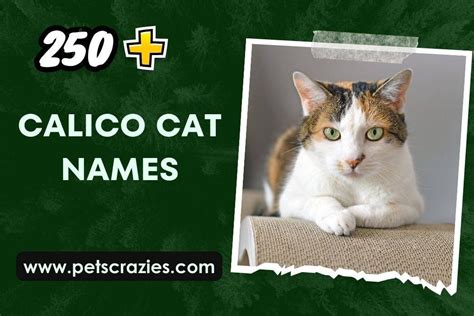 250+ Calico Cat Names (Choosing Perfection)