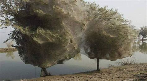 It's not snow, it's just the spider season in Australia 🕷️ | Nature, Spider, Beautiful tree