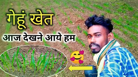 गेहूं देखने आये खेत पर || wheat farming |gehu ki kheti #wheatfarming - YouTube