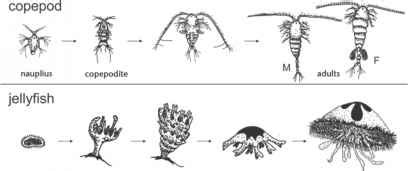 Life Cycles Of Zooplankton - Water Quality - Ecology Center