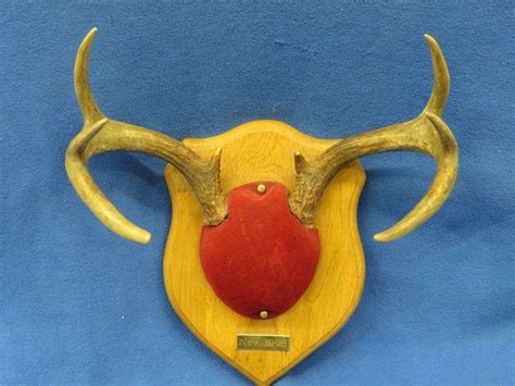 Buck antlers - AAA Auction and Realty